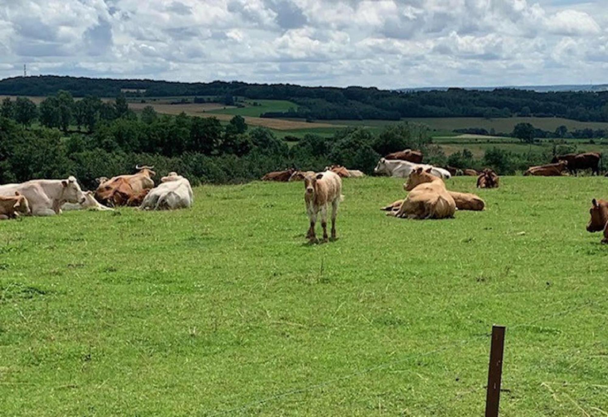 B&B Foret D'Animaux Bouillon Dış mekan fotoğraf